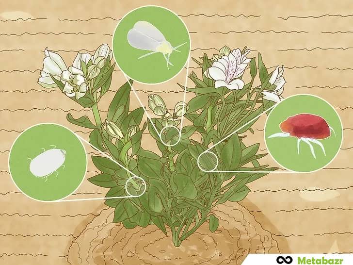 شناخت آفات رایج آلسترومریا