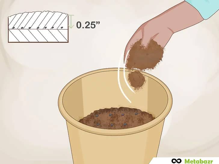 روی بذر را با مقدار کمی خاک خشک بپوشانید