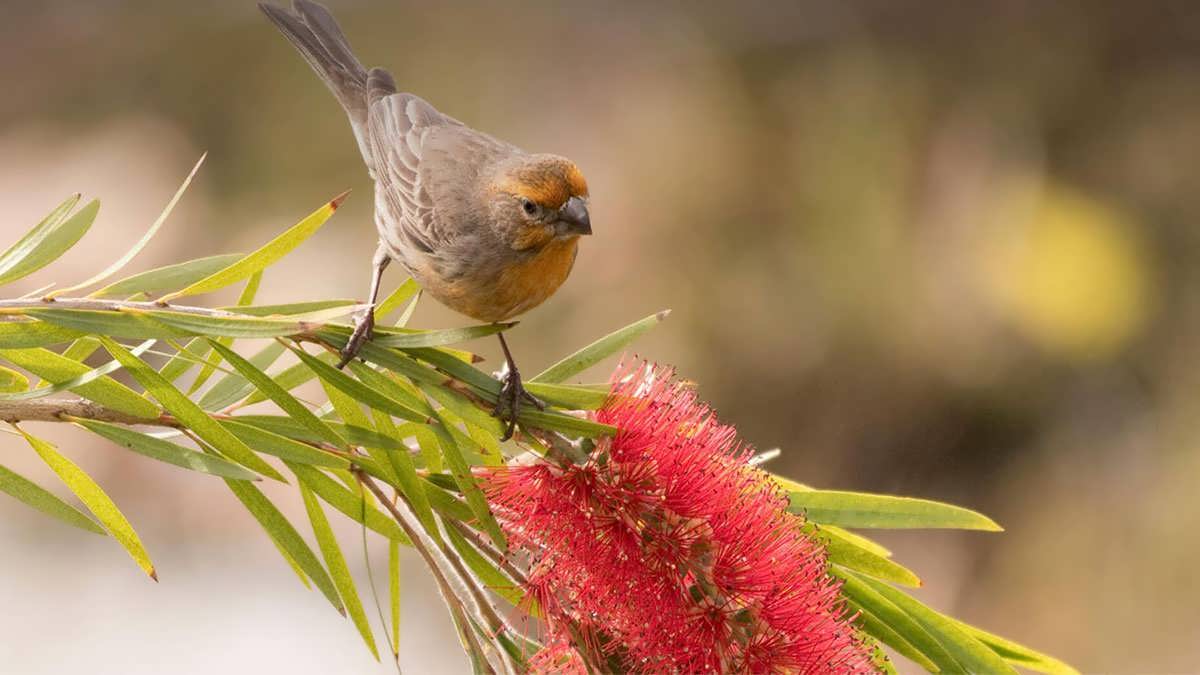 پس زمینه گیاه شیشه شور
