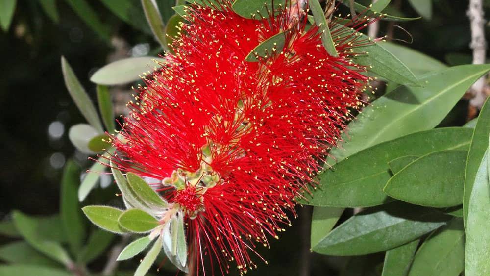 شکوفه گیاه شیشه شور