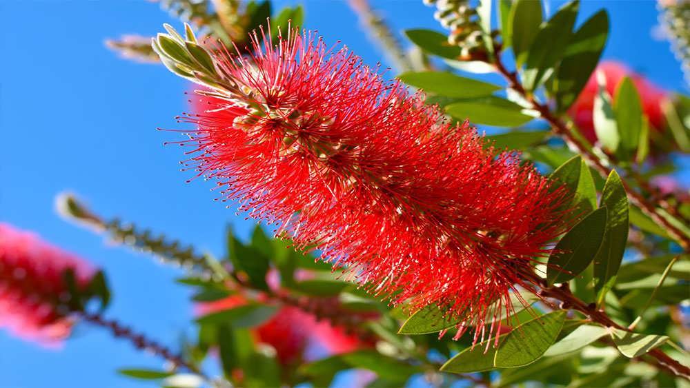 گل شیشه شور