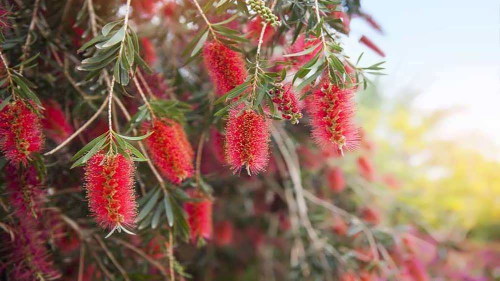 طبیعت گیاه شیشه شور