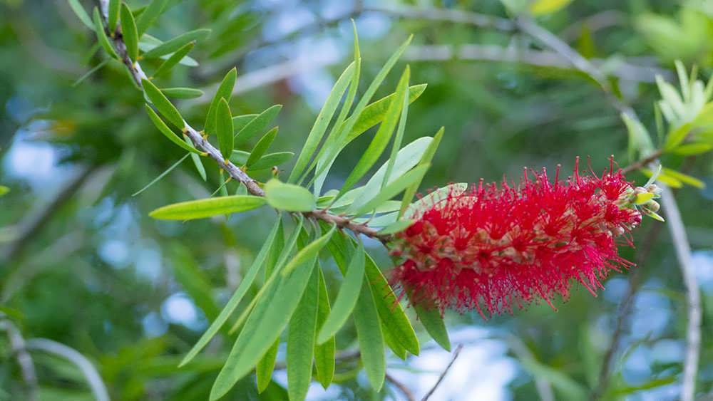 برگهای گیاه شیشه شور