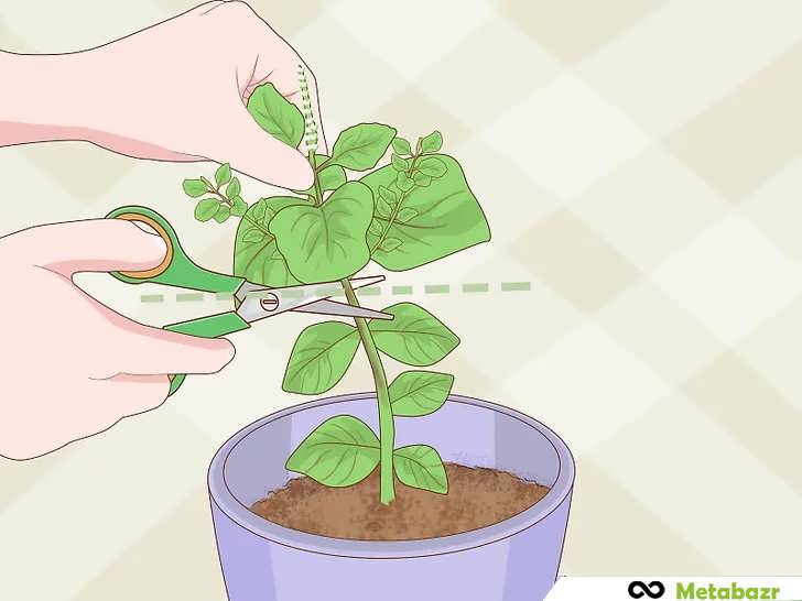 نحوه برداشت ریحان به مقدار زیاد