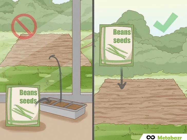 کاشت مستقیم بذر لوبیا