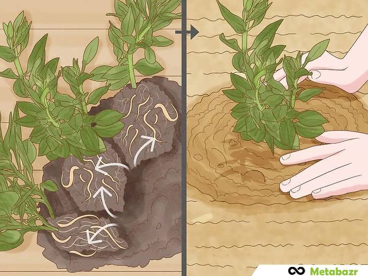 تقسیم و کاشت مجدد ریزوم های آلسترومریا