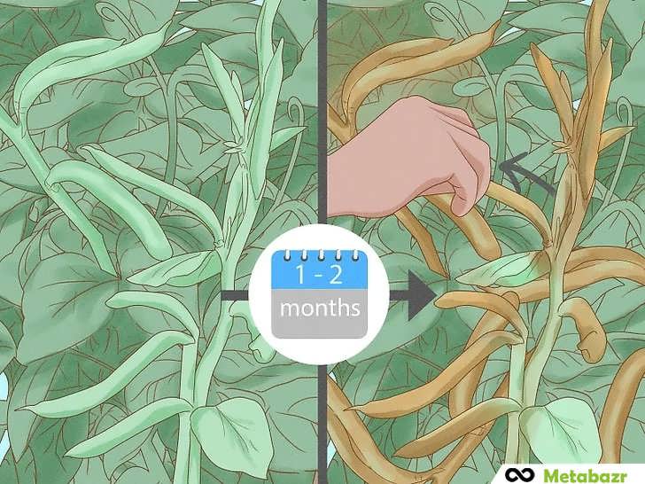 خشک کردن لوبیا روی بوته