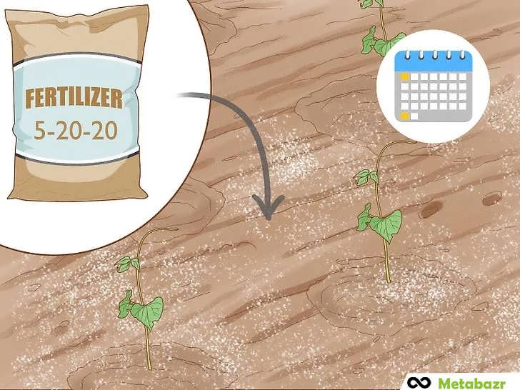 کوددهی ماهانه