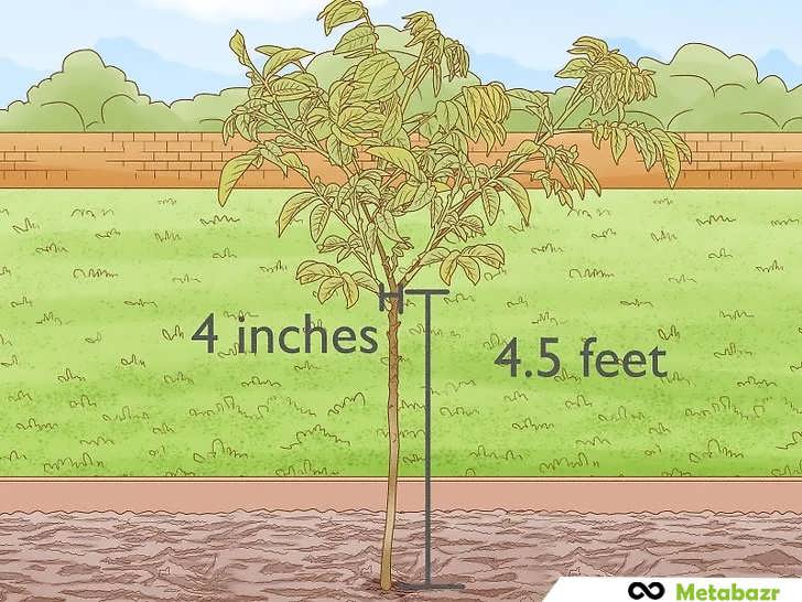 کوددهی درخت گردو پس از مرحله نهال