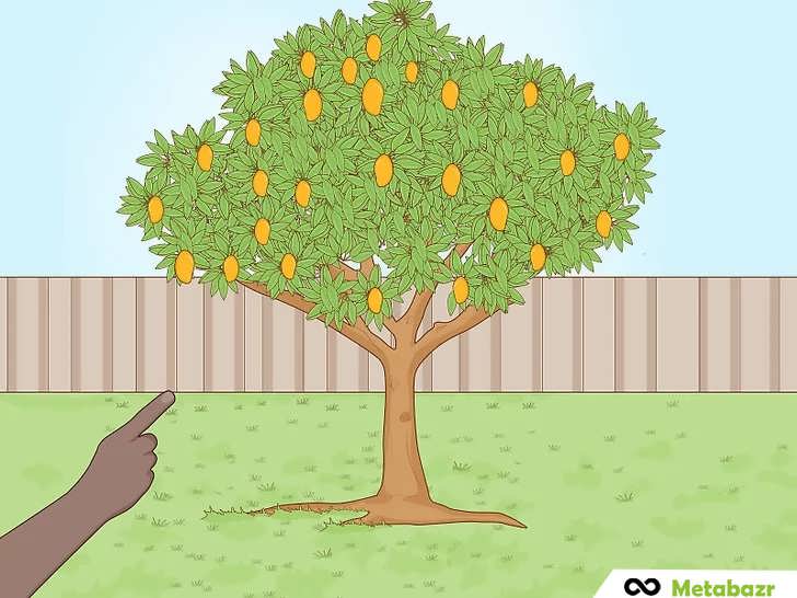 گرفتن بذرٔ انبه از درخت محلی