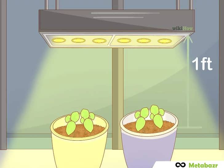 استفاده از نور مصنوعی برای ریحان