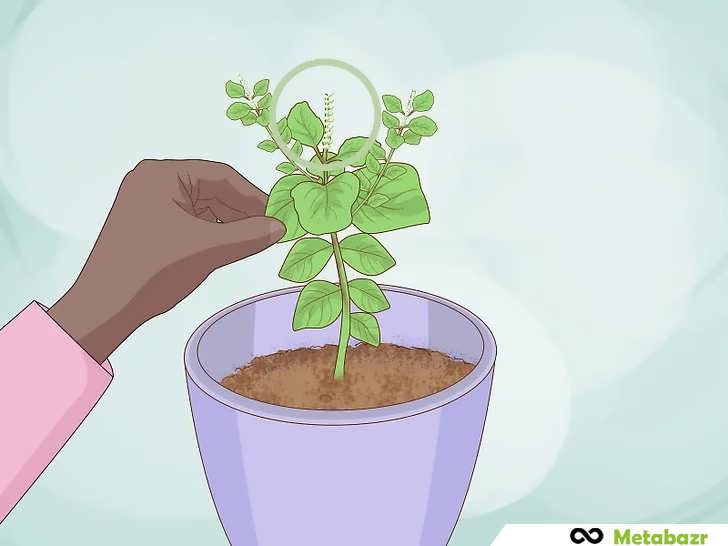 ریحان خود را قبل از گل دادن برداشت کنید