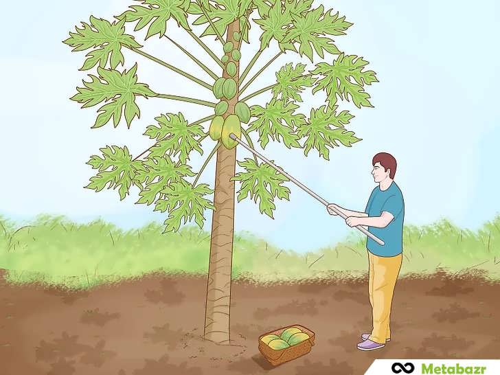 برداشت میوه 