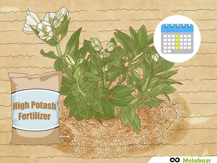 کوددهی هفتگی با کود پتاس بالا