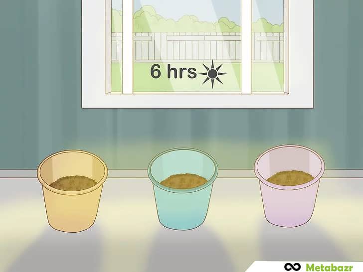 نور مناسب برای ریحان