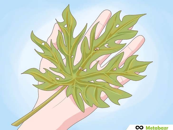 بررسی برگ پاپایا