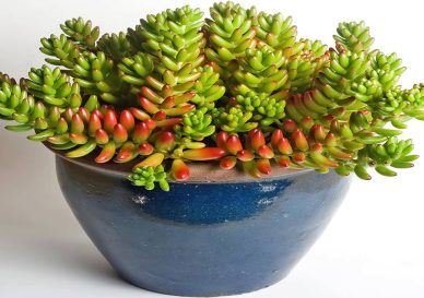 پس زمینه گیاه سدوم