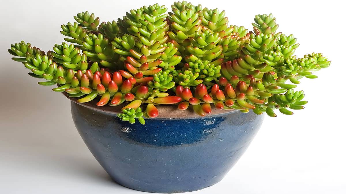 پس زمینه گیاه سدوم