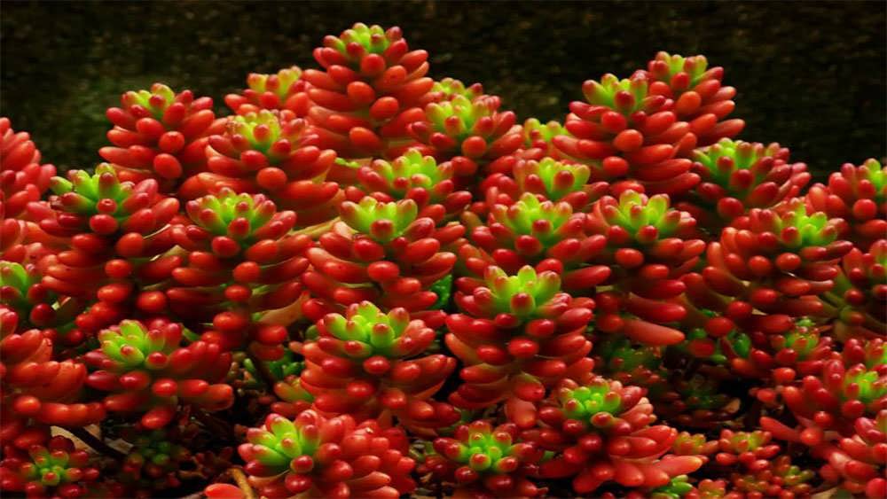 گیاه سدوم زیبا