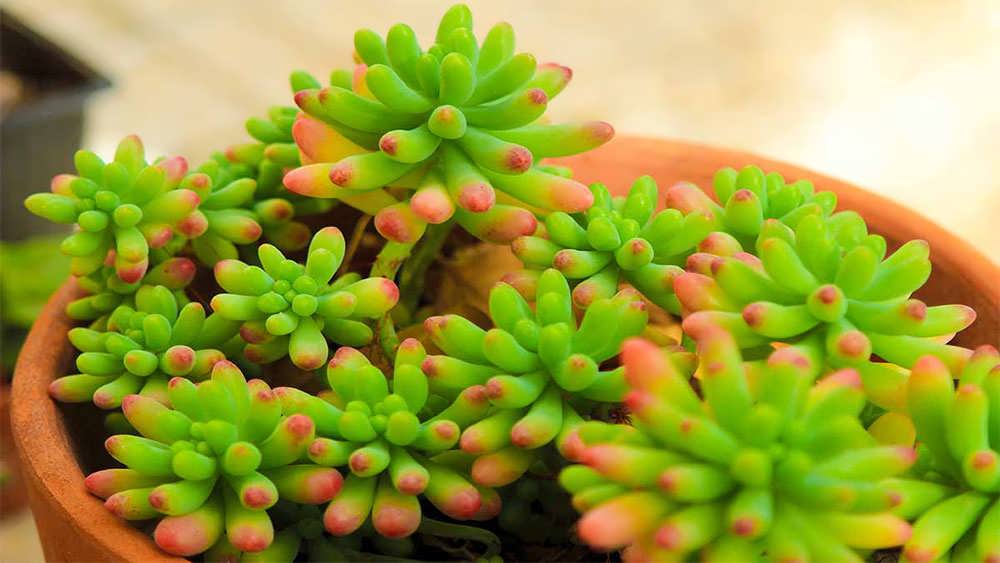 گیاه سدوم سبز