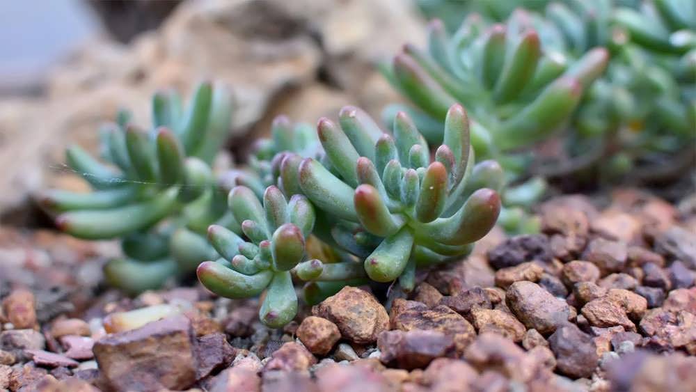 گیاه سدوم روی خاک