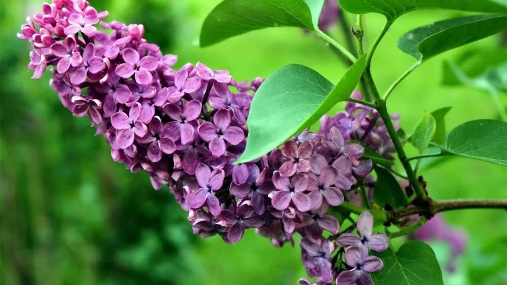 یاس بنفش زیبا