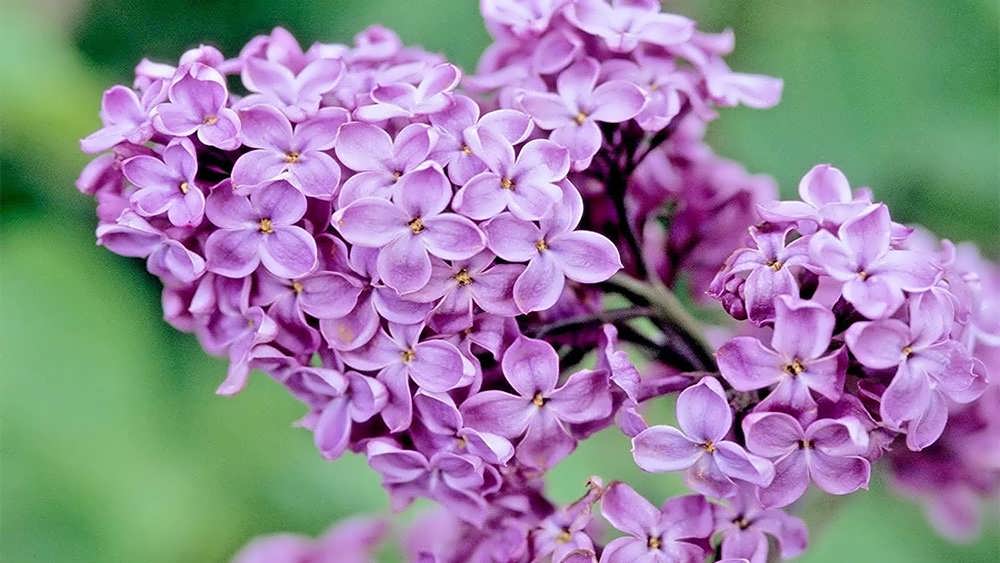 شکوفه یاس بنفش