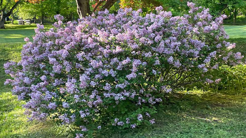 بوته یاس بنفش