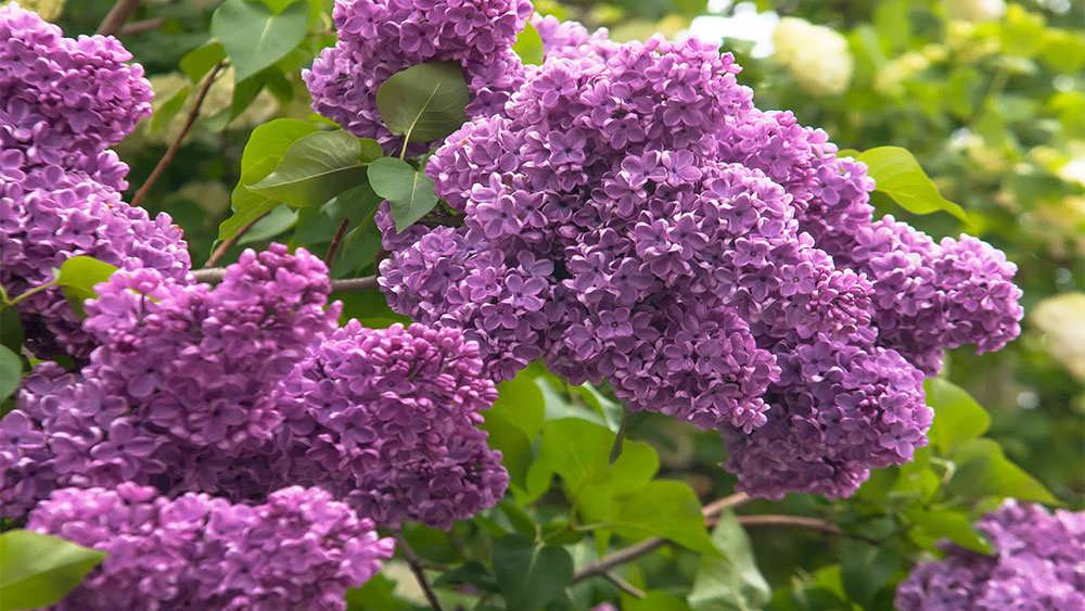 گل یاس بنفش