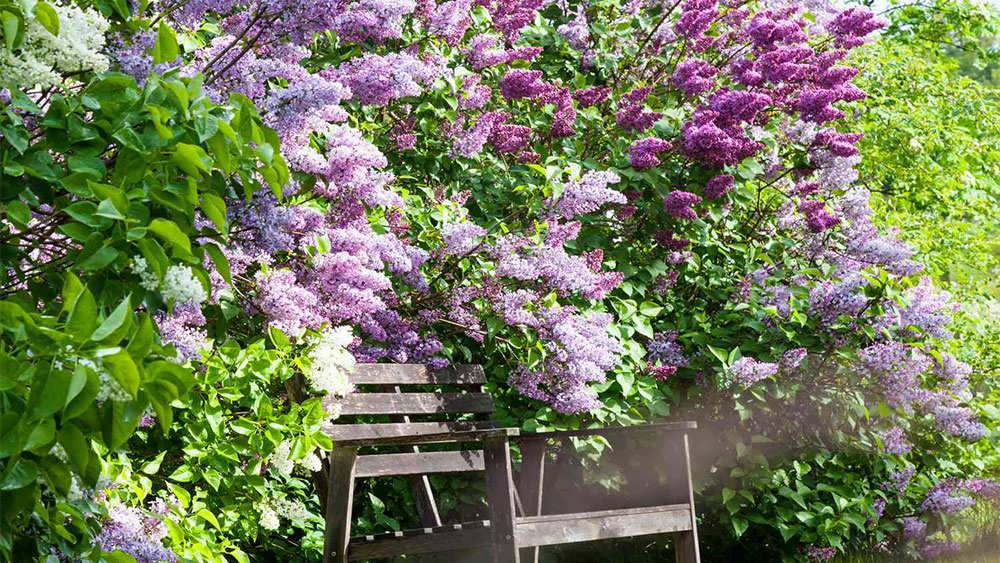 یاس بنفش در باغ