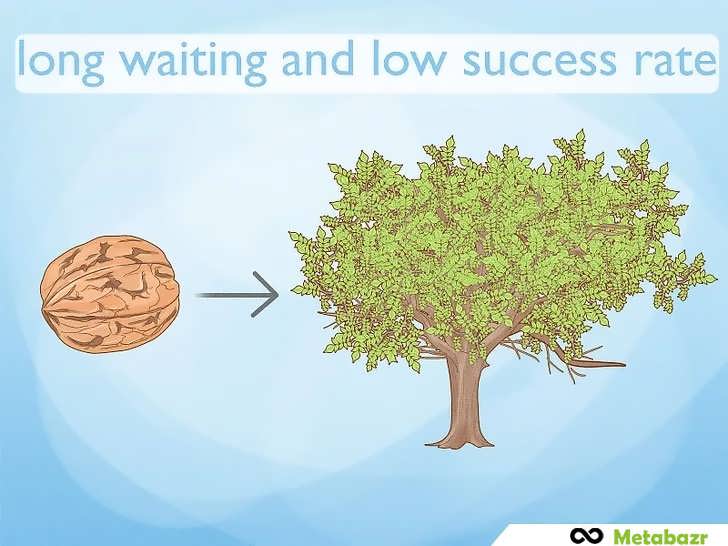 انتظار طولانی و موفقیت پایین در کاشت گردو