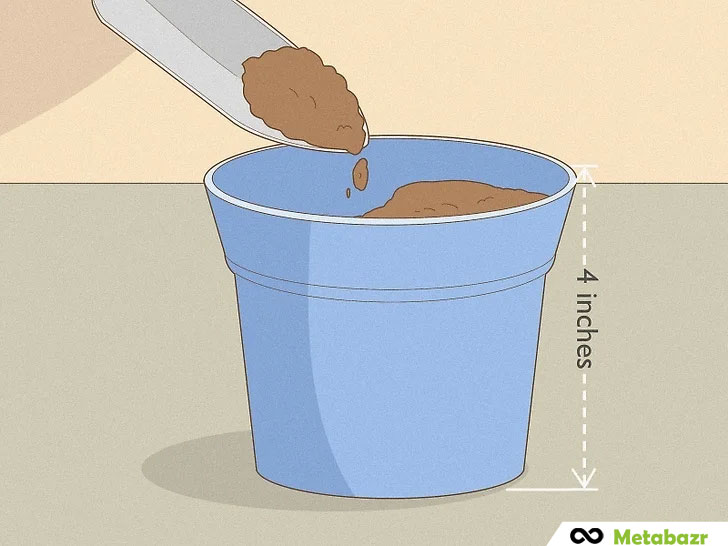 ترکیب خاک گلدانی برای بذر انبه