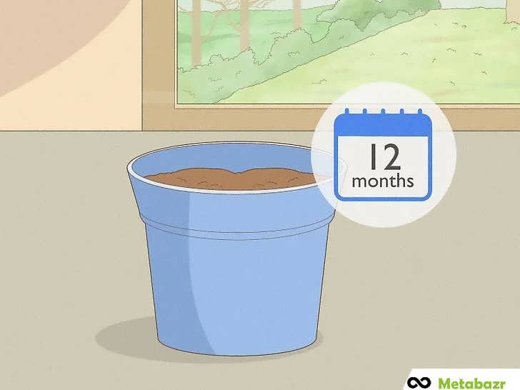 رشد نهال انبه و انتقال به گلدان یا زمین اصلی