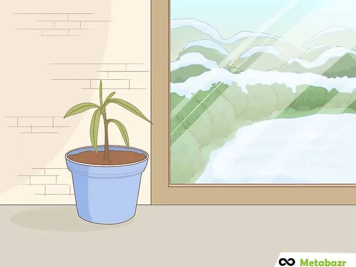 نگهداری درخت انبه در گلدان در مناطق سردسیر