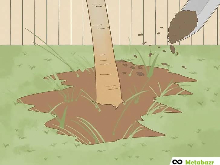 کوددهی منظم درخت انبه