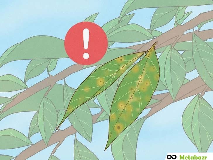 کنترل آفات و بیماری ها