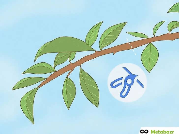 هرس درخت انبه پس از پایان فصل برداشت