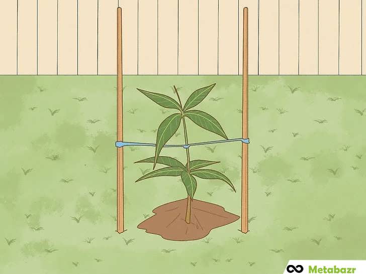 قیم گذاری و استحکام بخشی درخت جوان انبه