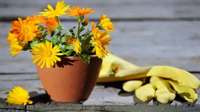 پس زمینه گل همیشه بهار