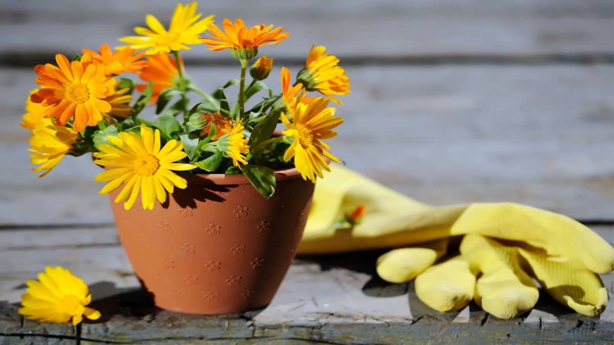 پس زمینه گل همیشه بهار