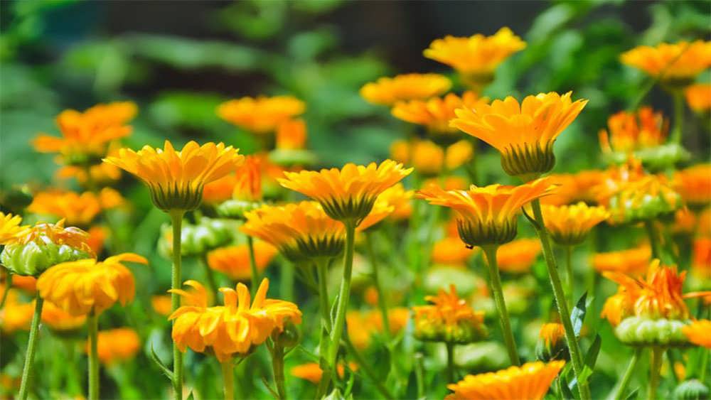 گل همیشه بهار زیبا