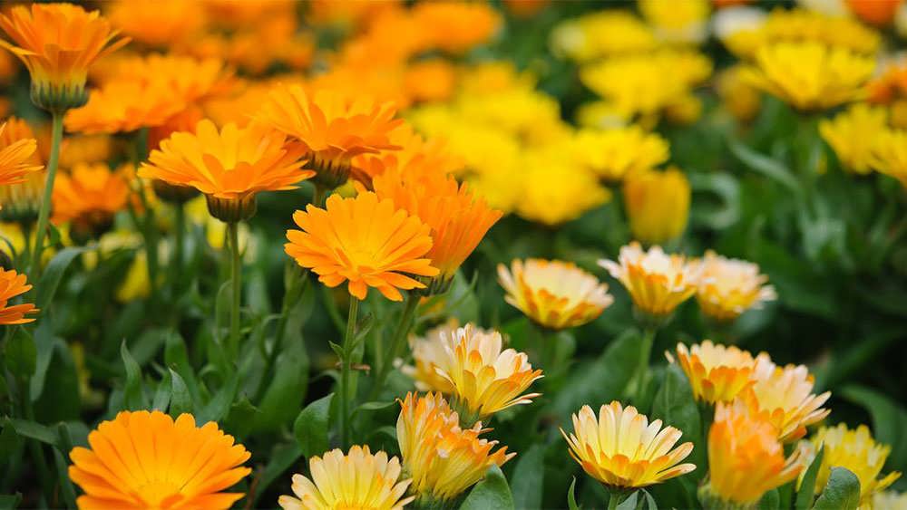 باغ همیشه بهار