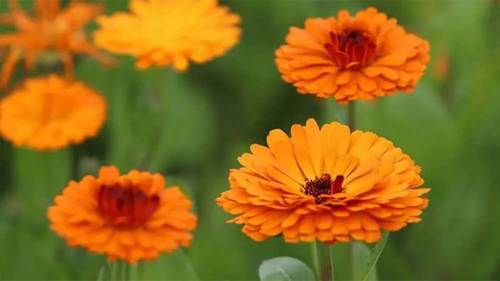 همیشه بهار نارنجی