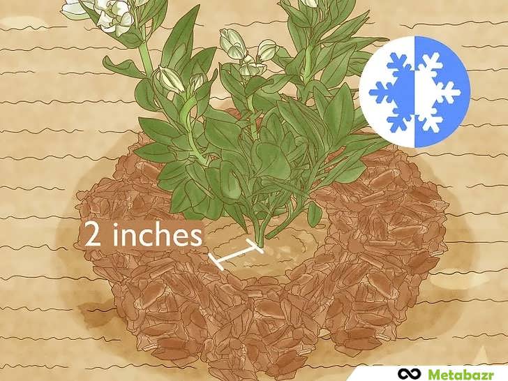 مالچ دهی برای محافظت گیاه در سرما