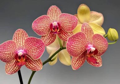 پس زمینه گل ارکیده