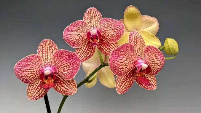 پس زمینه گل ارکیده