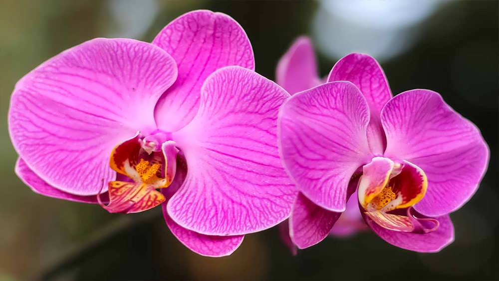 شاخه ارکیده