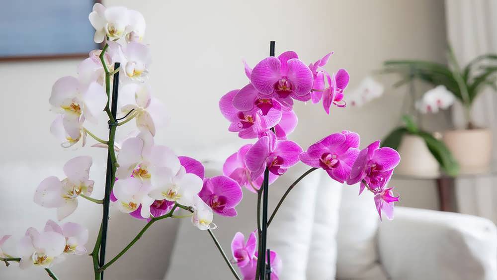 گل ارکیده در گلدان