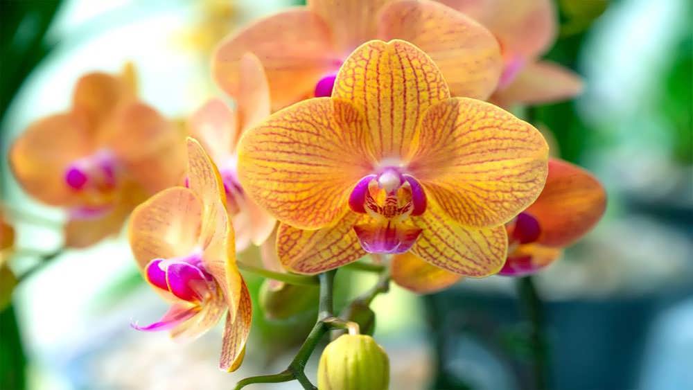 ارکیده نارنجی