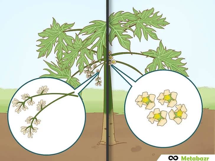 تشخیص جنسیت پاپایا